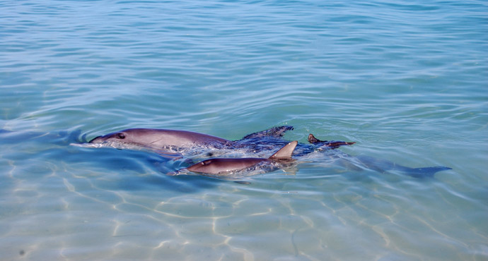 silvia-delfini