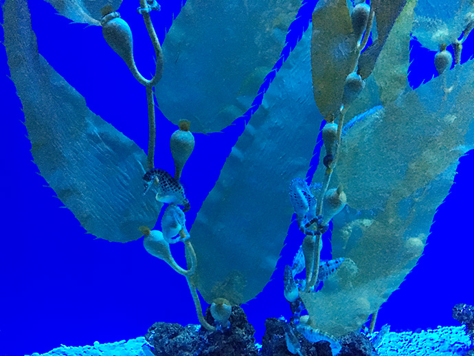 Capodanno insolito all'acquario di Genova