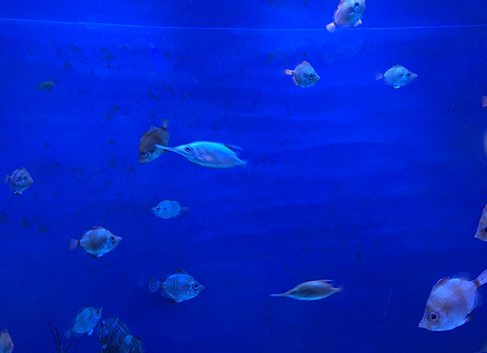 Capodanno insolito all'acquario di Genova