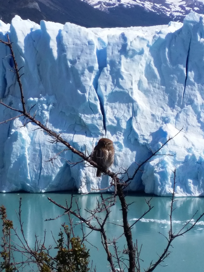 Perito Moreno animali