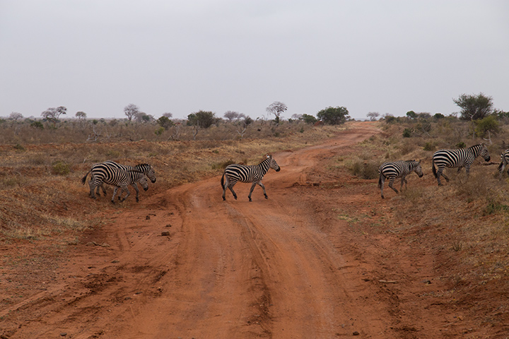 safari in Kenya 