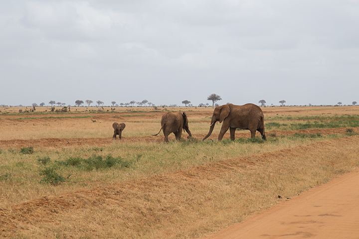 safari in Kenya 