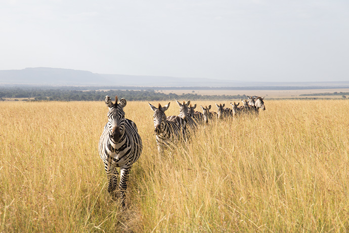 grande migrazione safari kenya